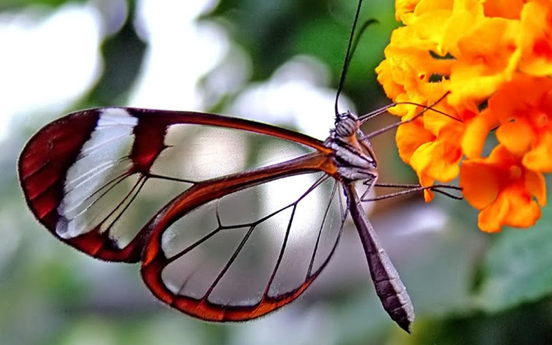 Transparent wings on butterfly